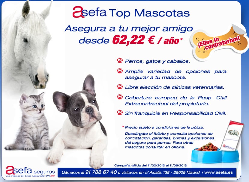 varonil Dempsey Santuario Asefa Top Mascotas: asegura a tu mejor amigo desde 62,22 euros/año -  Movistar Estudiantes